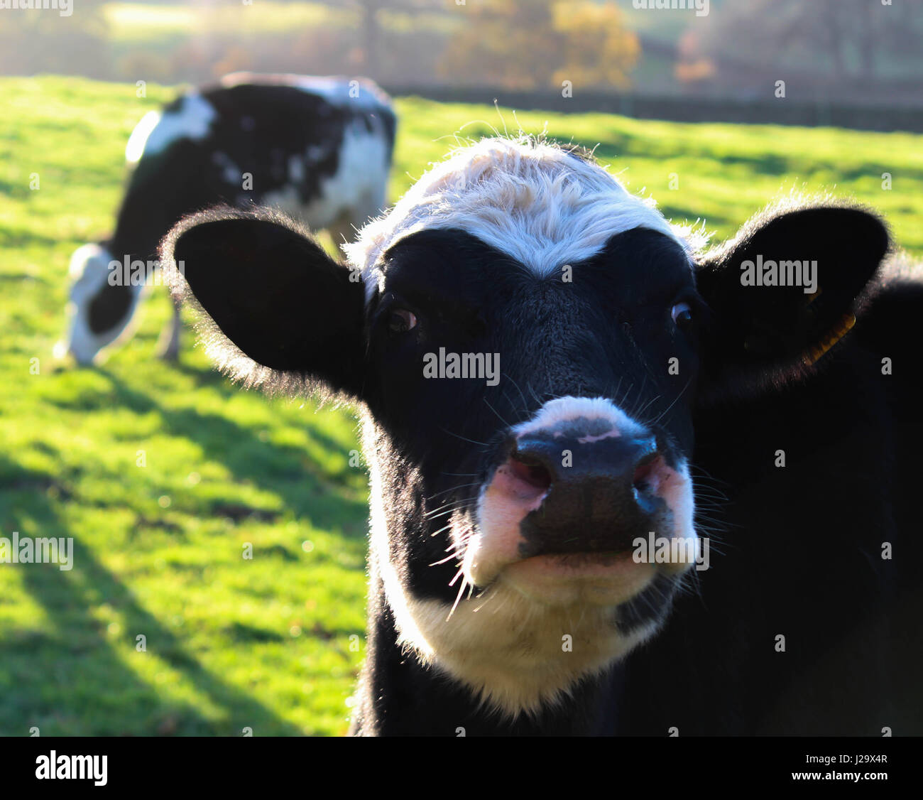 Neugierige Kuh hautnah Stockfoto