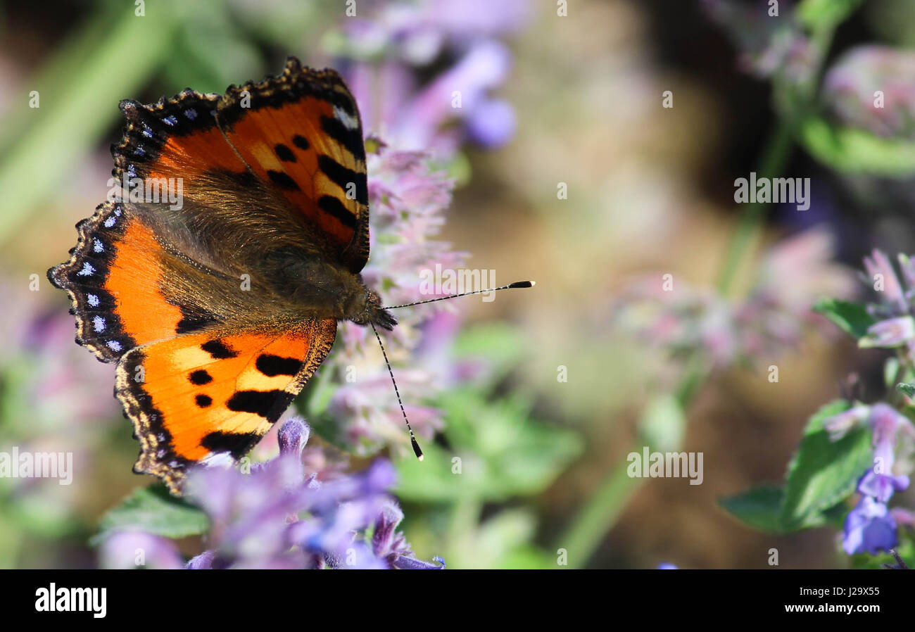 Distelfalter Schmetterling Stockfoto