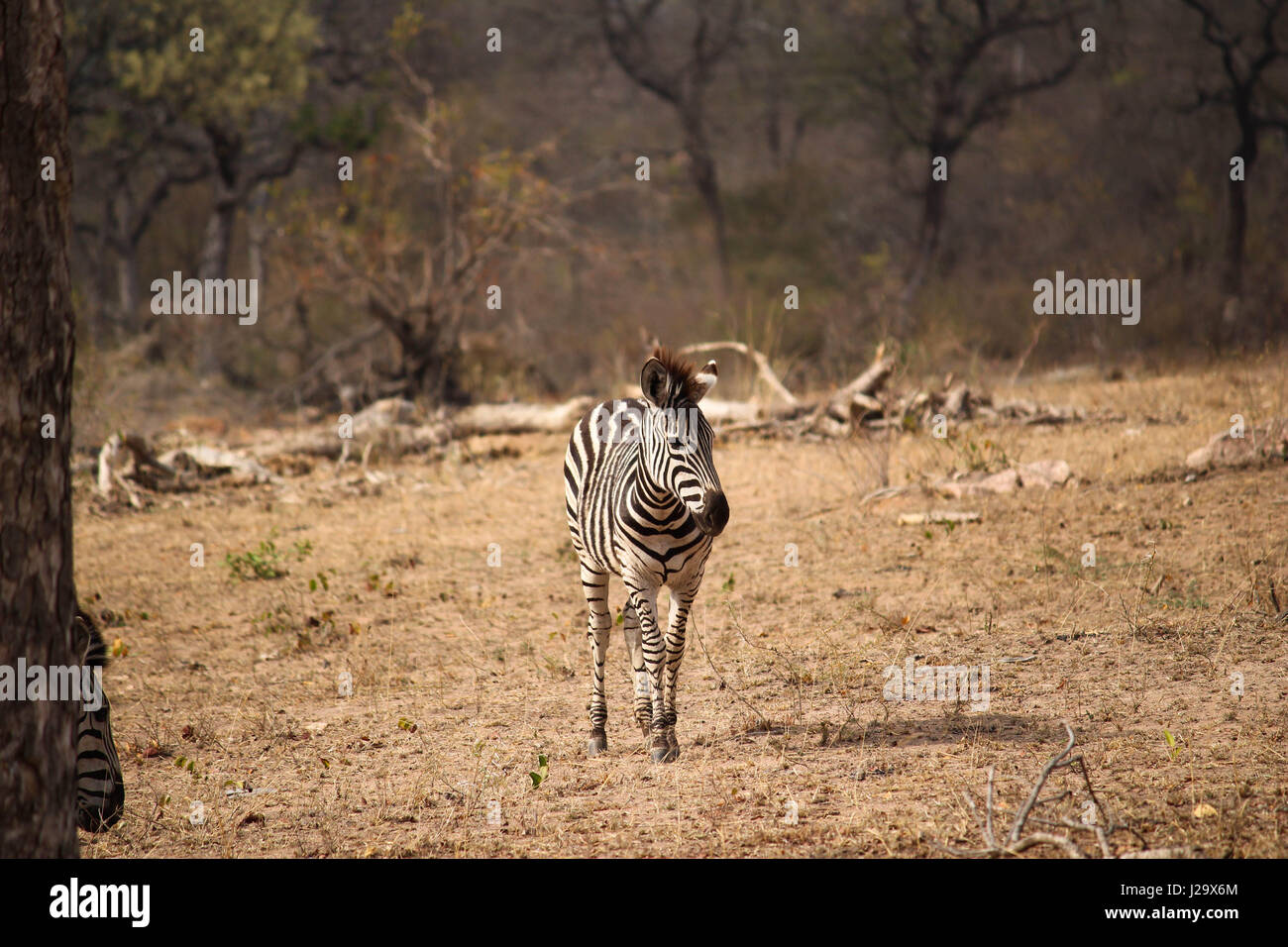 Ebenen Zebras in freier Wildbahn Stockfoto