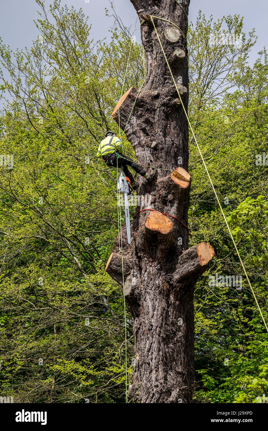 Baumpfleger Baumpfleger Baumpflege Experte gefährlichen Beruf Senkung Baum mit der Kettensäge arbeiten bei Höhe Baum Management genutzt Stockfoto