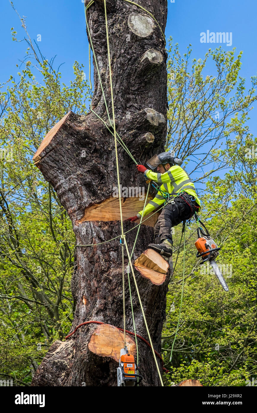 Baumpfleger Baumpfleger Baumpflege Experte gefährlichen Beruf Senkung Baum mit der Kettensäge arbeiten bei Höhe Baum Management genutzt Stockfoto