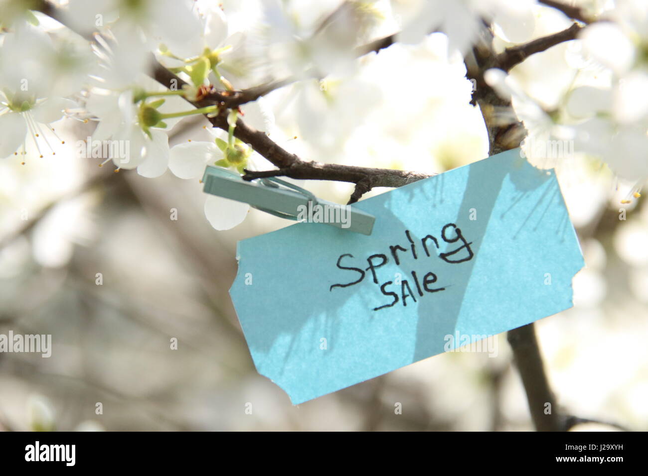 Frühling Verkauf Idee, Tag und weißen Blüten in einem sonnigen Frühlingstag Stockfoto
