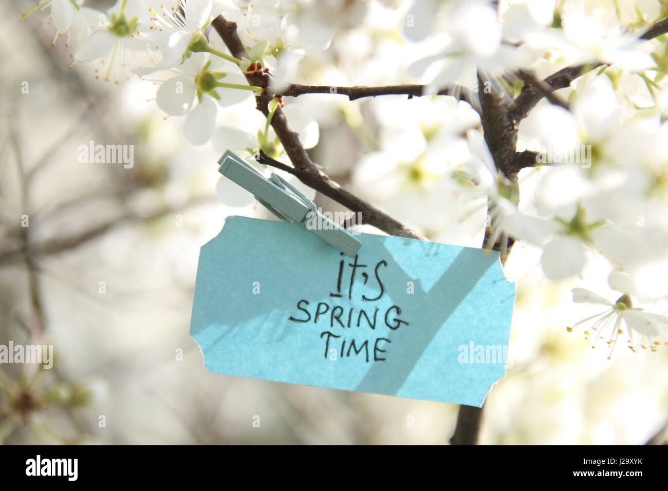 seine Zeit Konzept, Tag und weiß Frühlingsblumen in einem sonnigen Frühlingstag Stockfoto