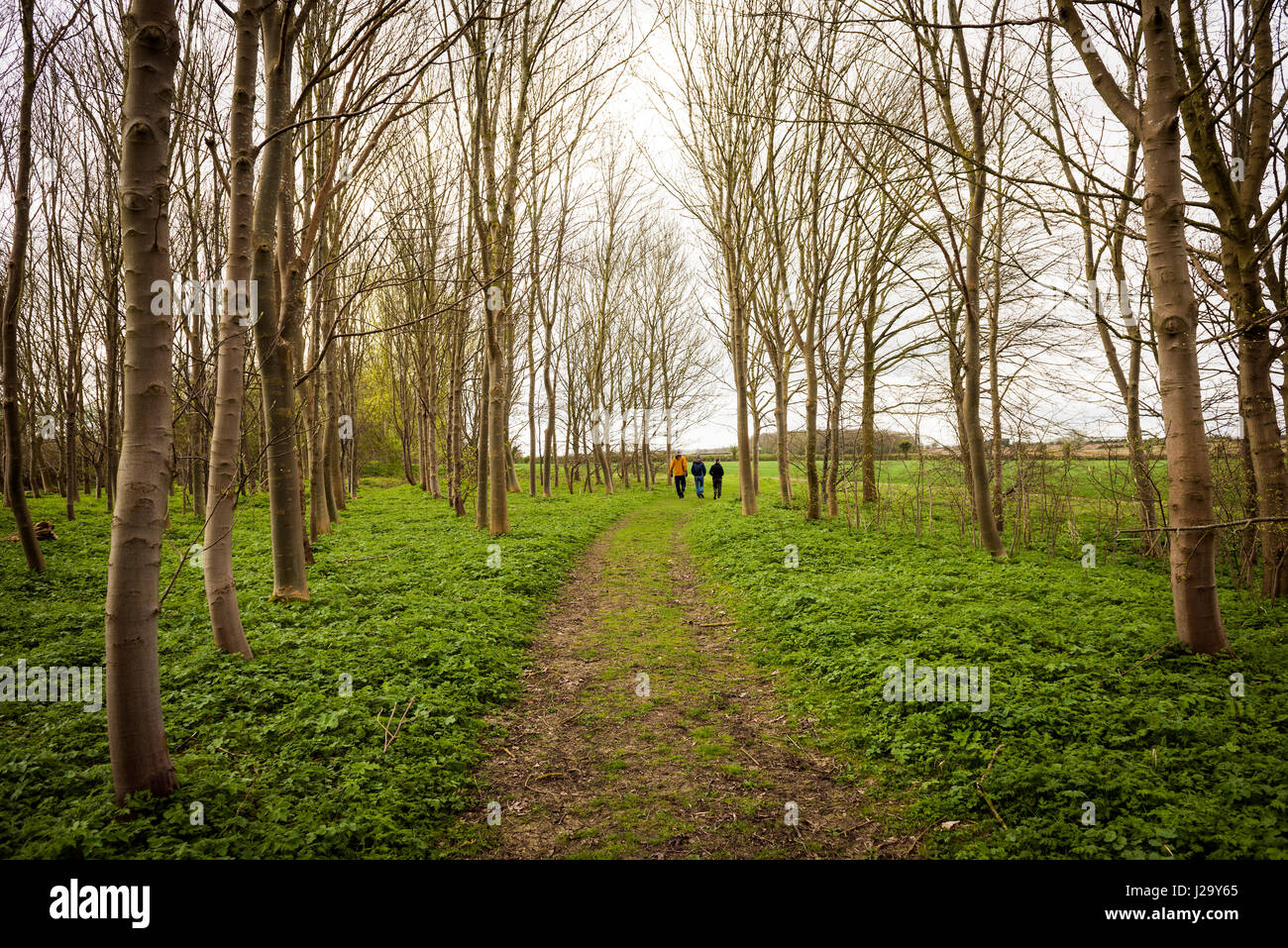 Ein Spaziergang durch eine Plantage von jungen Bäume in der Landschaft von Cambridgeshire. Stockfoto
