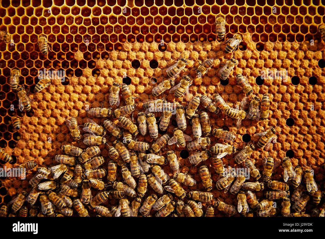 Bienen, die Zellen mit Honig füttern Stockfoto