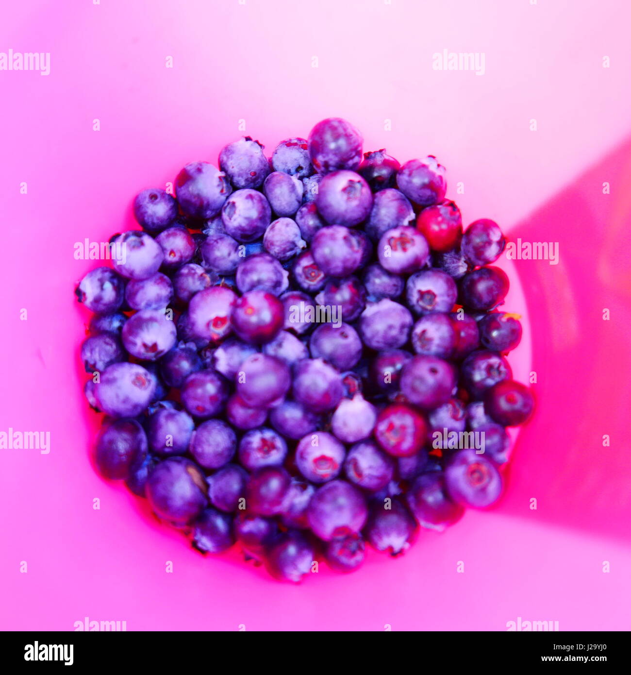 Bio Blaue Beeren in einem Pick-Eimer Stockfoto