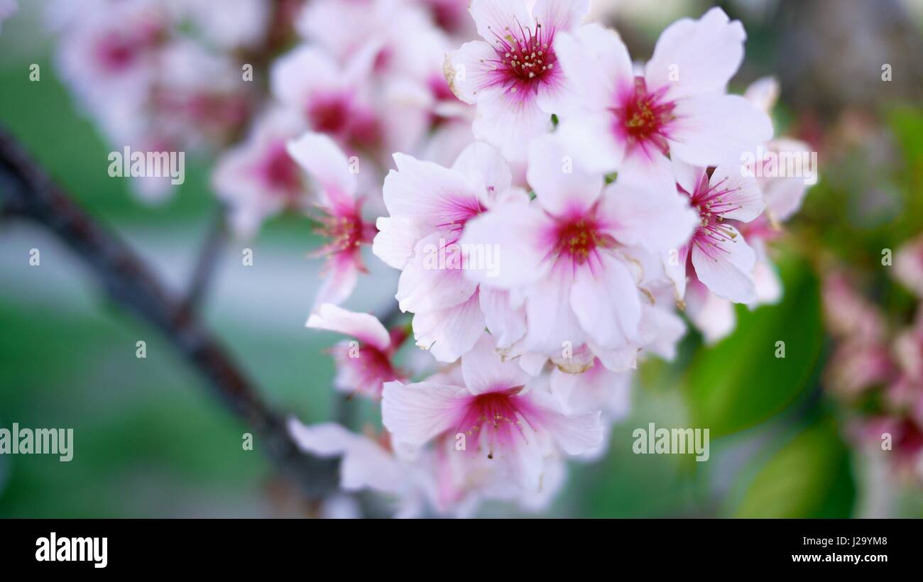 Kirschblüte SAKURA Stockfoto