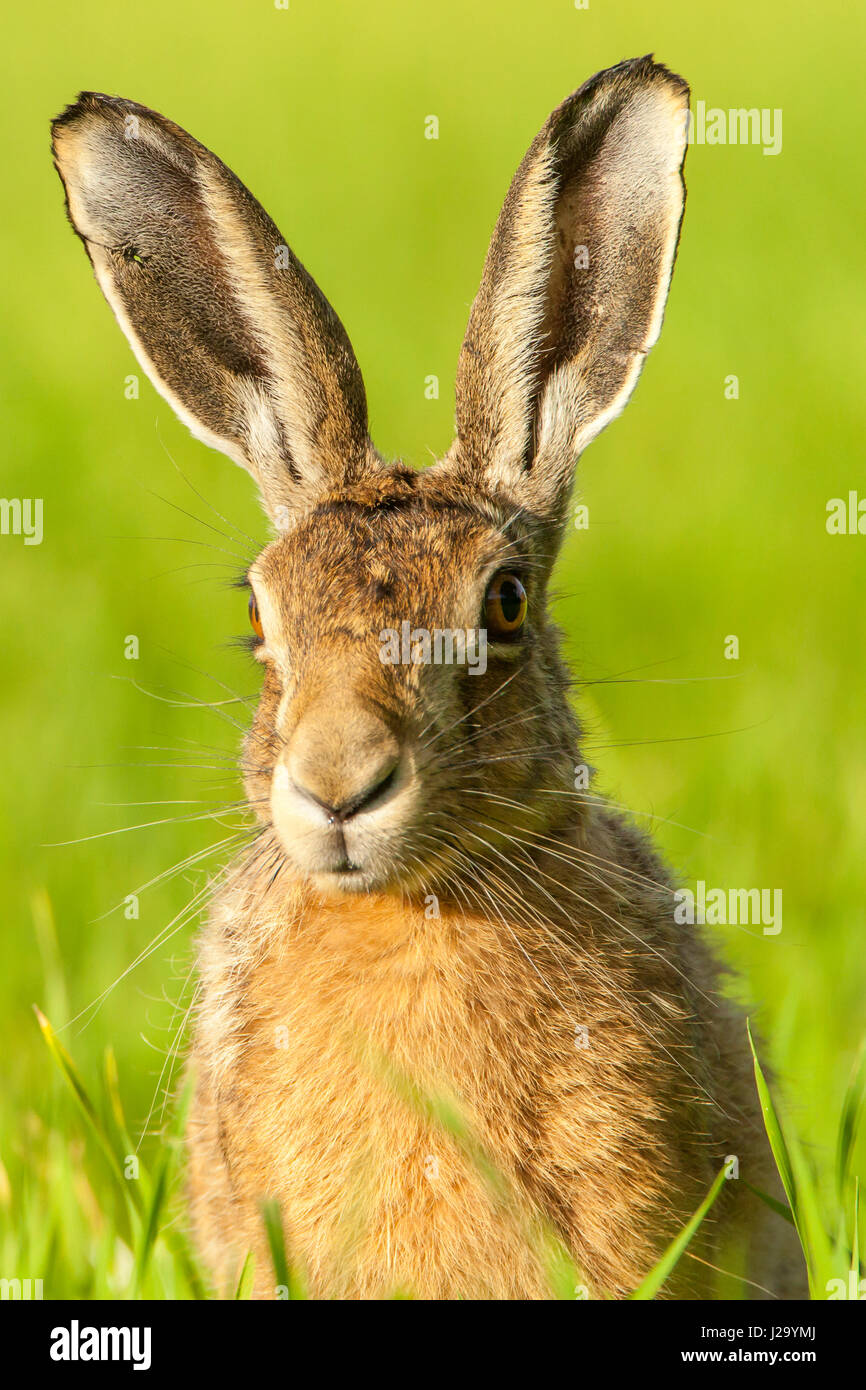 Braune Hare Erwachsener Kopf und Schultern erschossen, Powys, Wales, UK Stockfoto