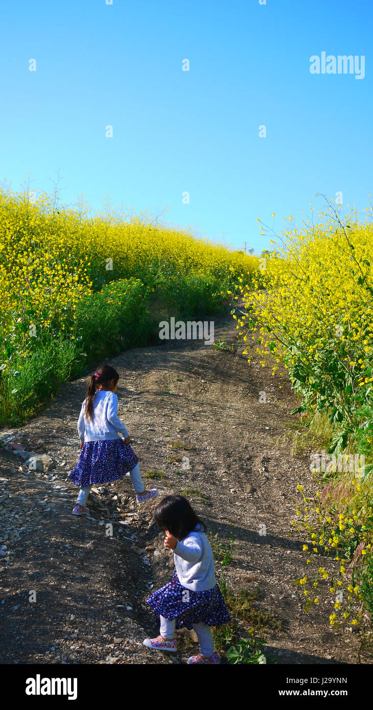 Mädchen im Feld wilde Blume Stockfoto