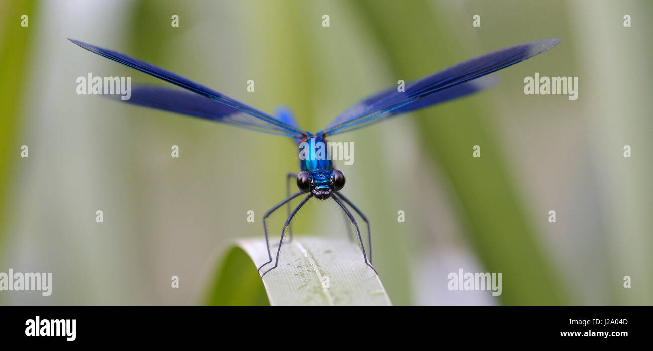 Eine männliche Gebänderten Prachtlibelle erwärmt sich nach einer kalten Nacht neben der Kromme Rijn Fluss in Utrecht Stockfoto