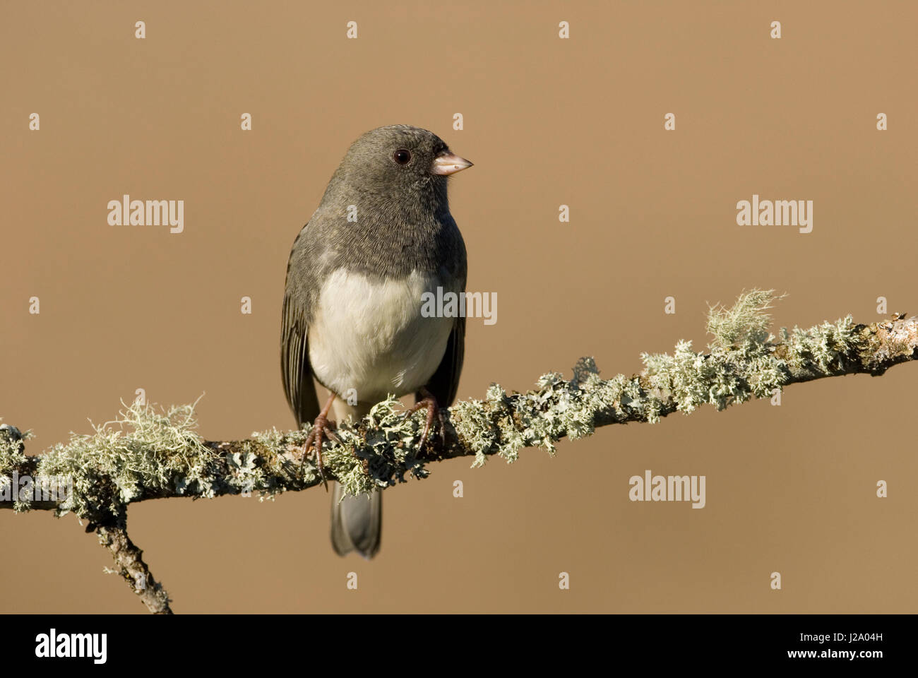 Ein dunkel-gemustertes Junco (Junco Hyemalis) auf einem Ast. Stockfoto