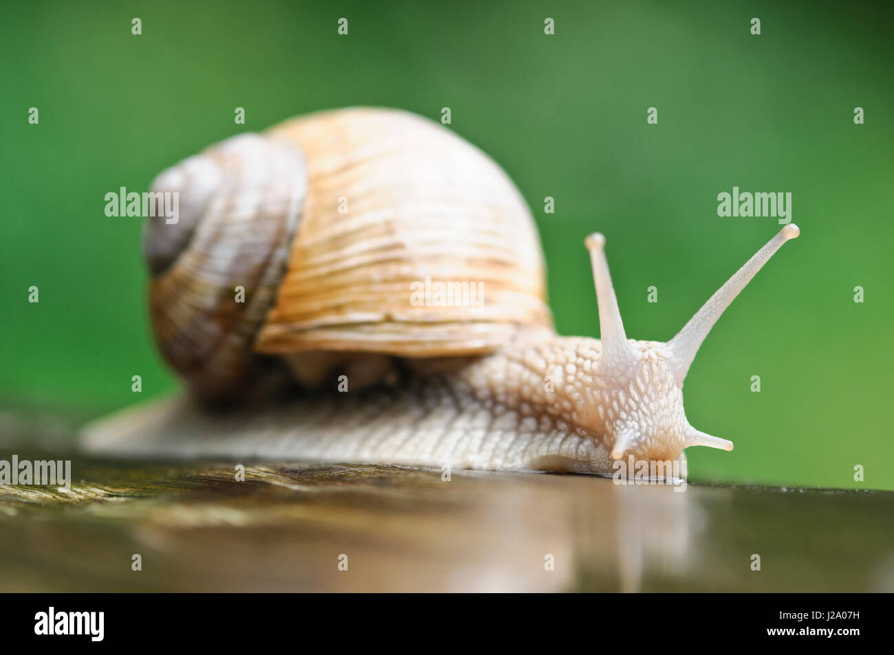 Römische Schnecke am Baum. Stockfoto