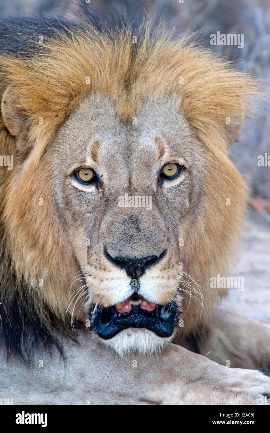 Porträt eines männlichen Löwen Stockfoto