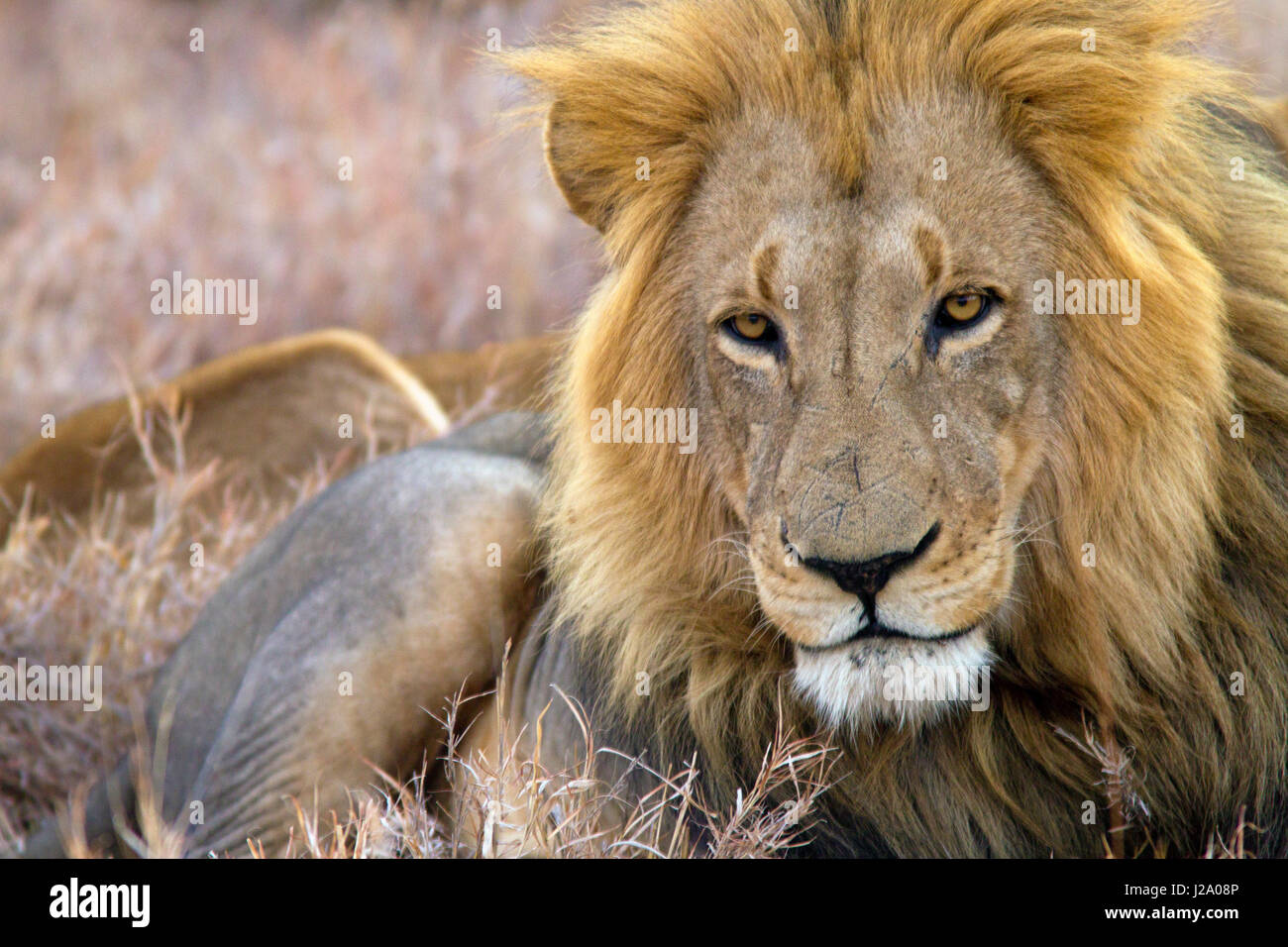 Porträt eines männlichen Löwen Stockfoto