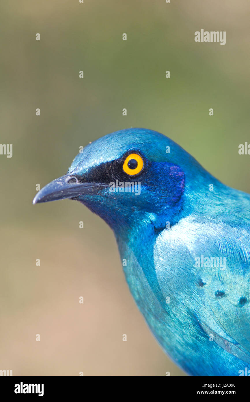 Cape glänzend Starling (Glanzstare Nitens) Stockfoto