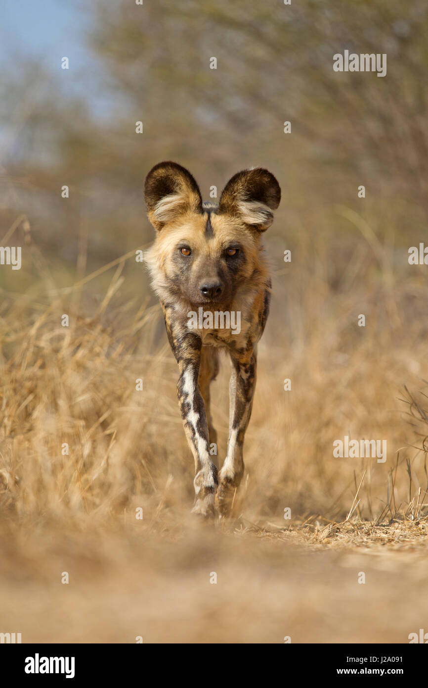 Foto von einem afrikanischen Wildhund Stockfoto