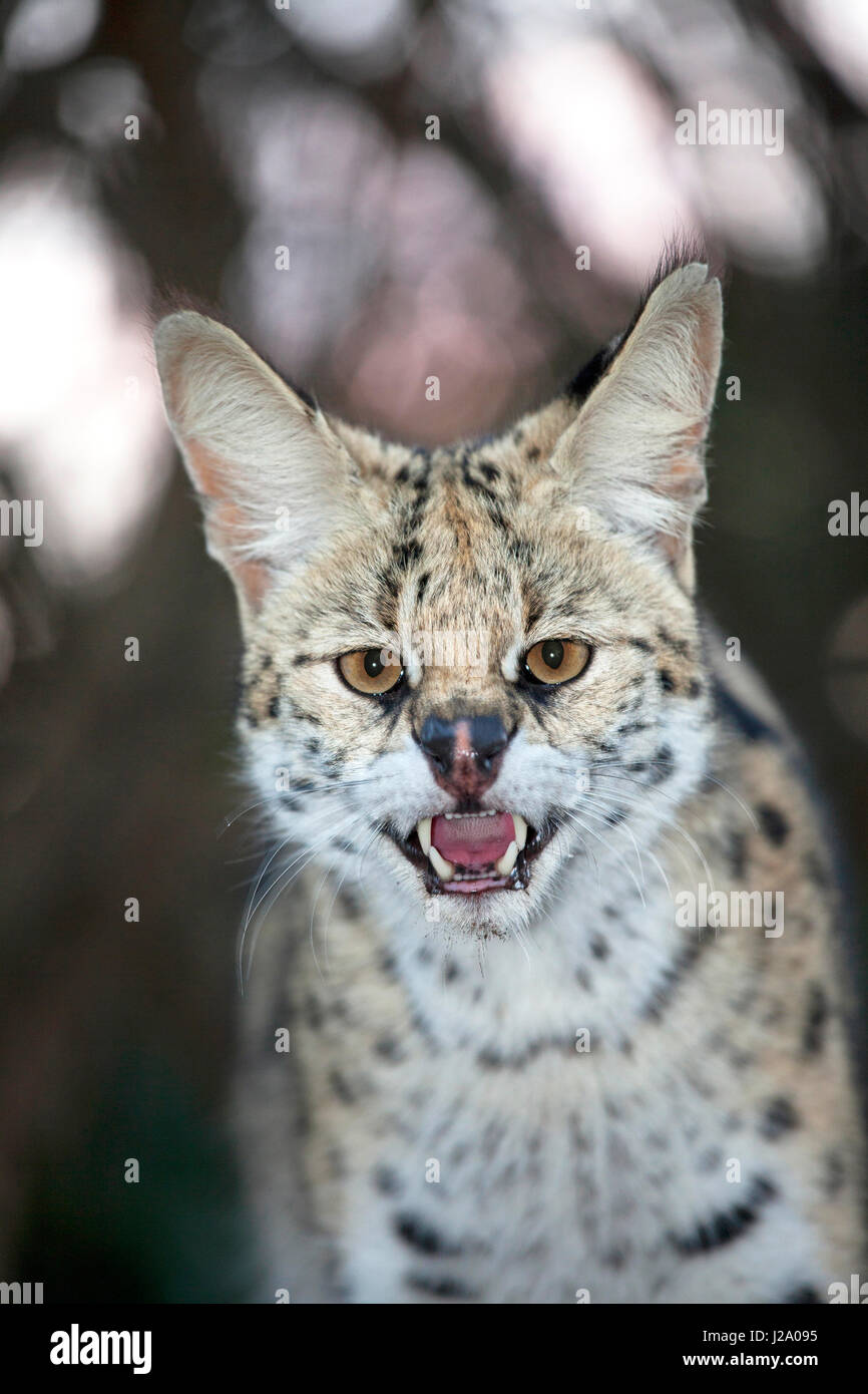 Porträt von einem serval Stockfoto