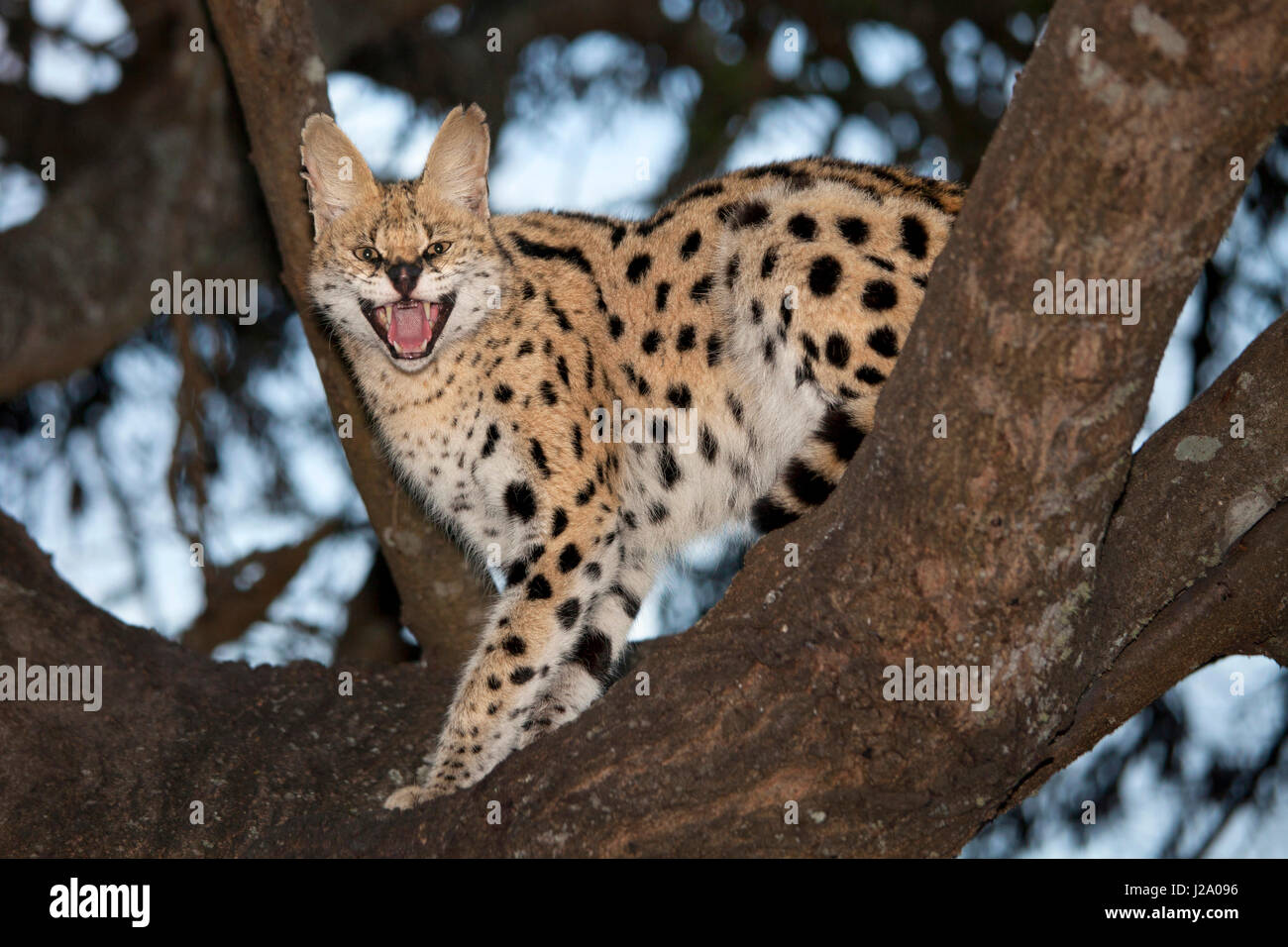 Foto von einem Serval in einem Baum Stockfoto