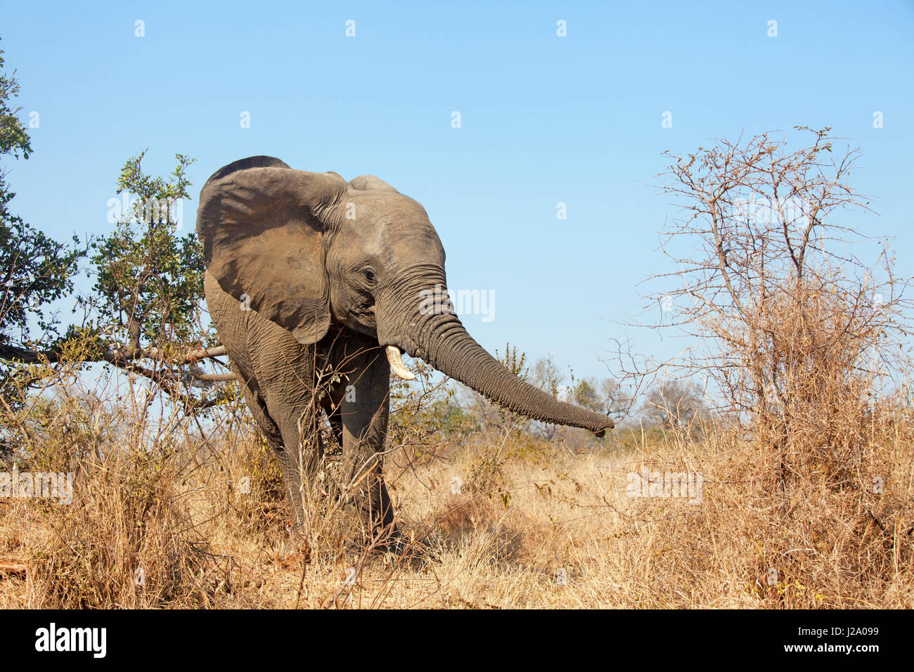 Foto eines jungen Elefanten Stockfoto