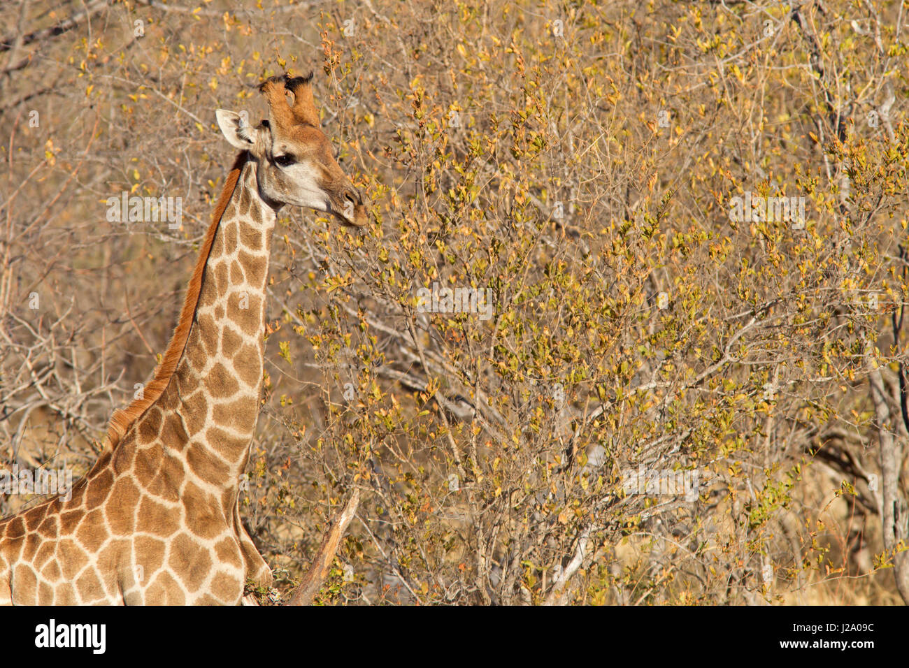 Foto von einer Giraffe Essen verlässt Stockfoto