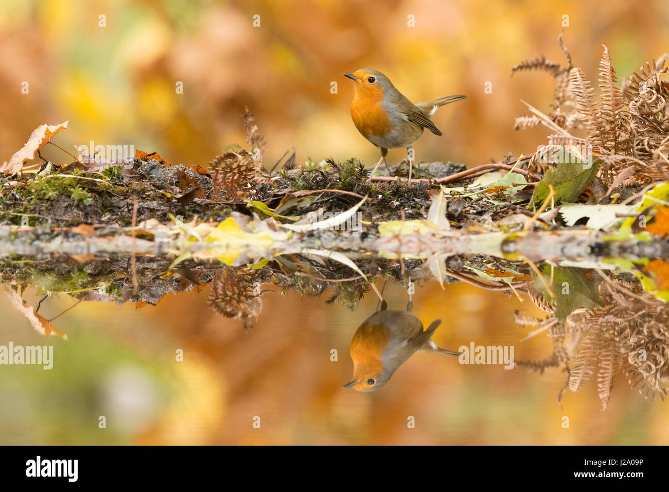 Robin mit Reflexion in Herbstfarben Stockfoto