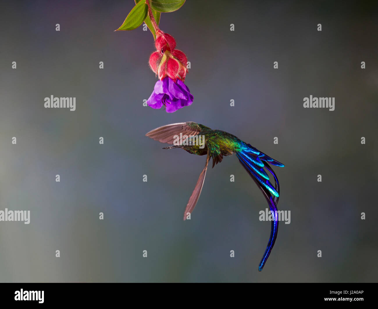 Long-tailed Sylph fliegen in der Nähe von einer Blume in Ecuador Stockfoto