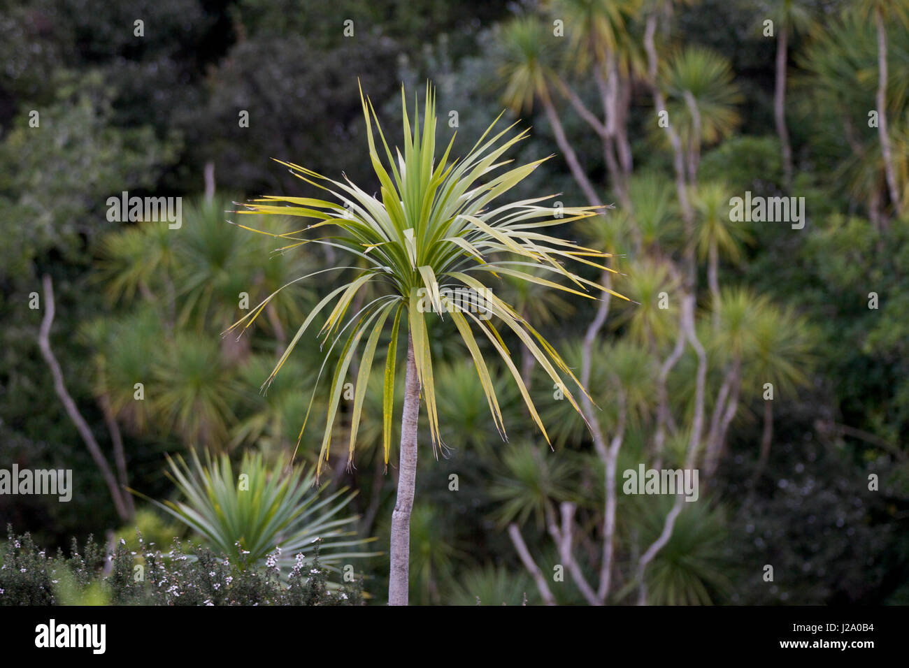 Kohl und Teebaum Stockfoto
