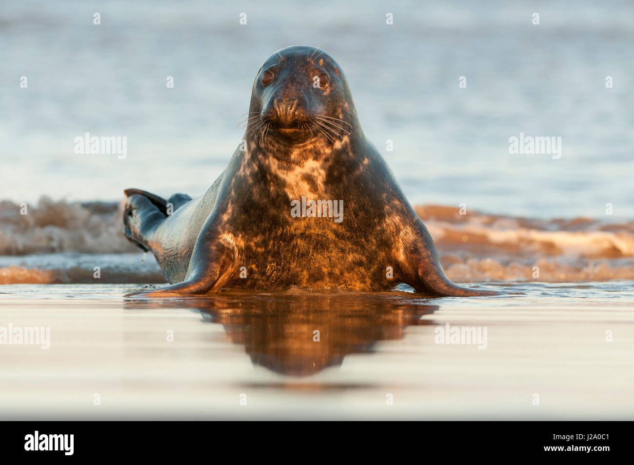 Graue Dichtung in surf Stockfoto