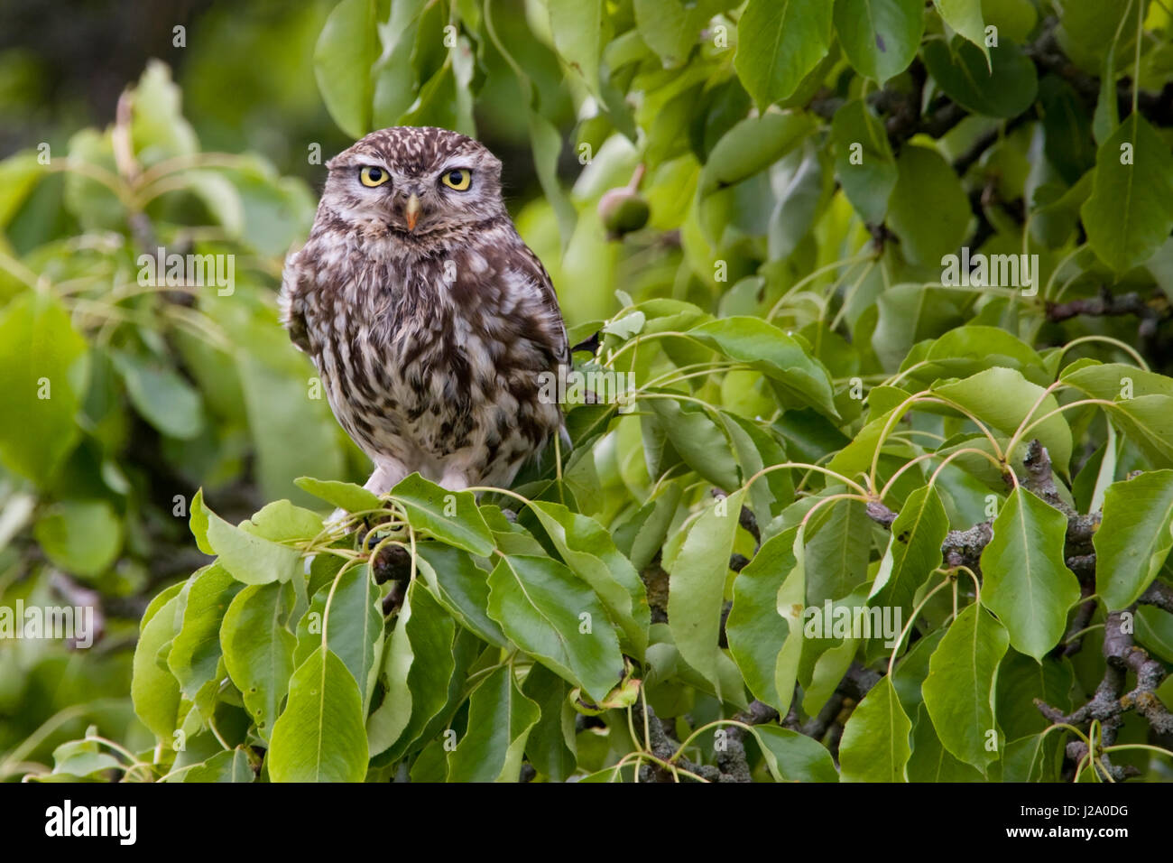 Kleine Eule sitzt in Birnbaum Stockfoto