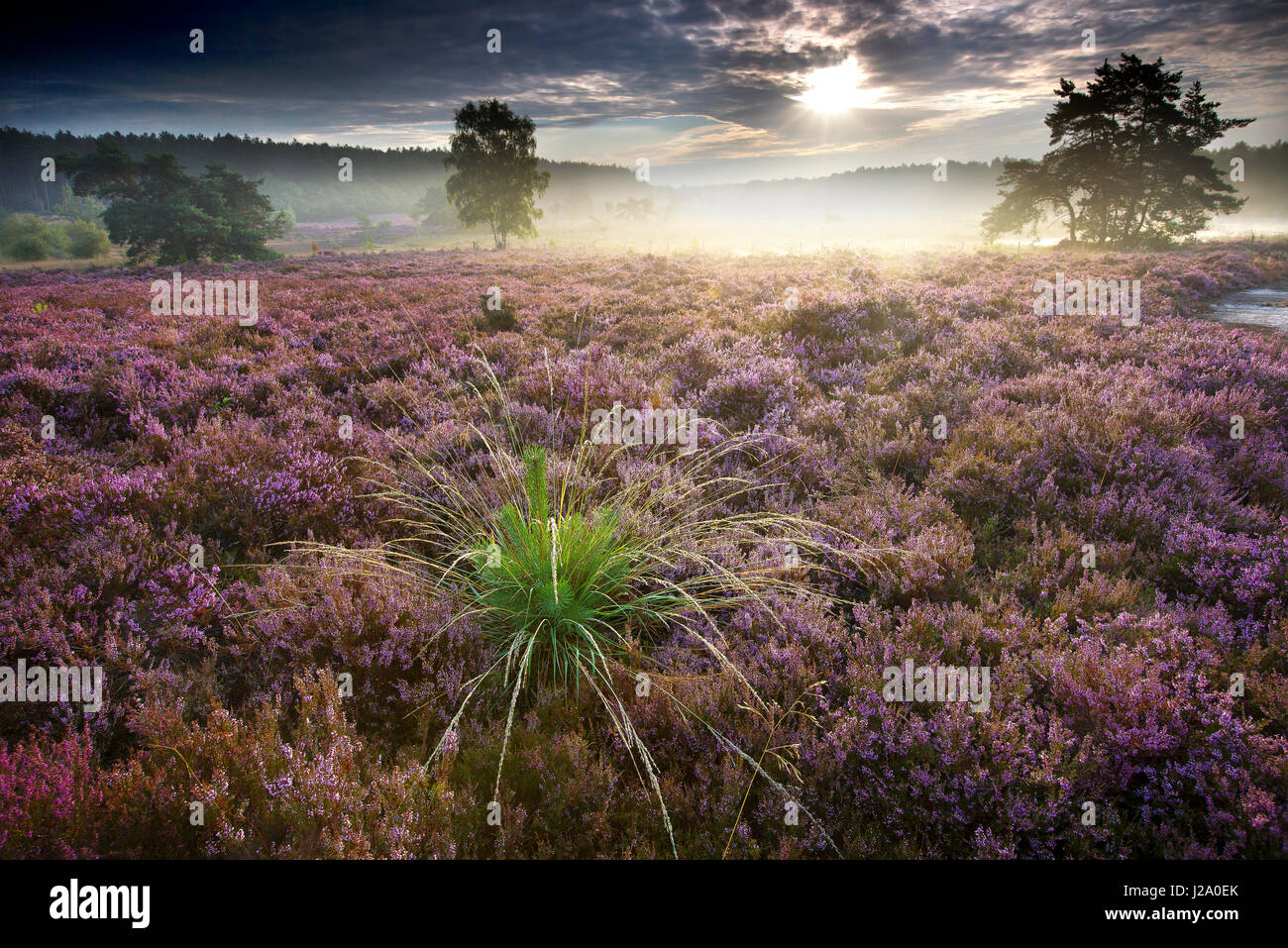 Naturschutzgebiet de Teut Stockfoto