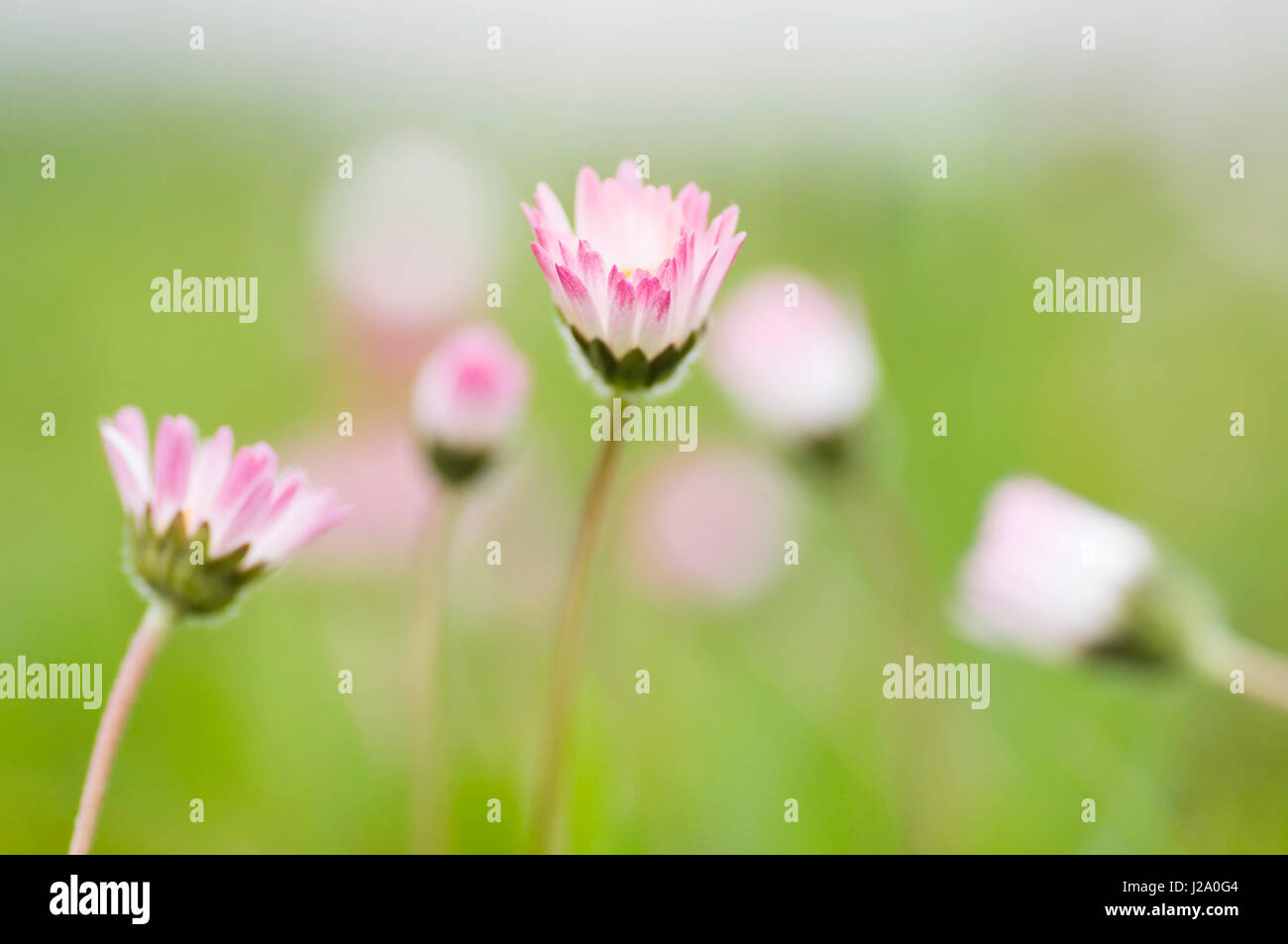 Makro-Bild von Gänseblümchen Stockfoto