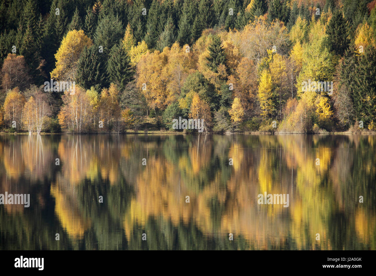 Ein ruhiger Herbsttag an der Schluchsee. Reflexion von Birken und Kiefern im glatten Wasser. Stockfoto