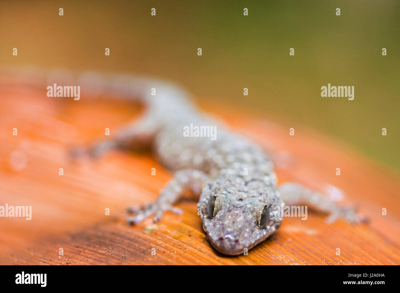 Makro-Bild von einem Gecko auf Borneo, Sarawak Stockfoto