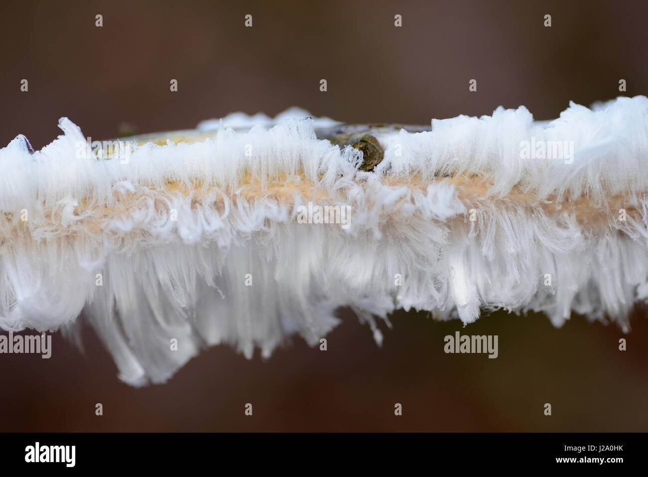 Frost-Blume wird an kalten Morgen gebildet, wenn es fast Null Grad Celsius und die Luftfeuchtigkeit aus dem Totholz ist außerhalb gedrückt und wird eingefroren Stockfoto