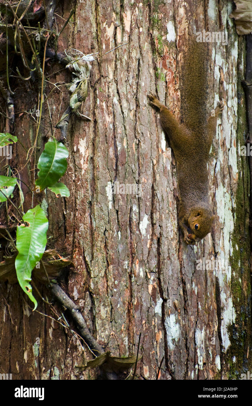 Ein Wegerich Eichhörnchen klettert einen Baum auf Borneo, Sarawak Stockfoto