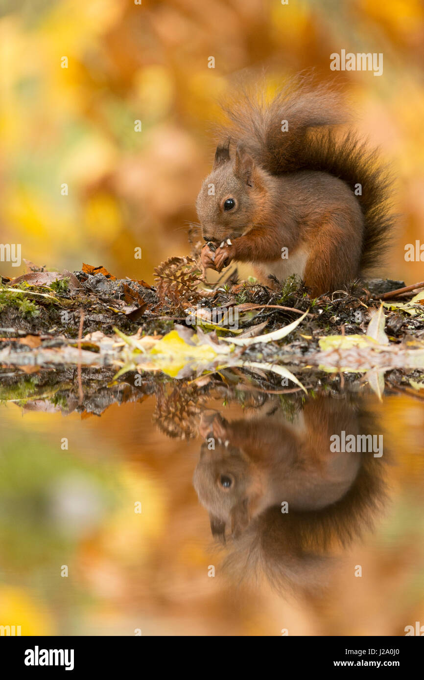 Fressen Eichhörnchen Wasserseite mit Reflexion in Herbstfarben Stockfoto