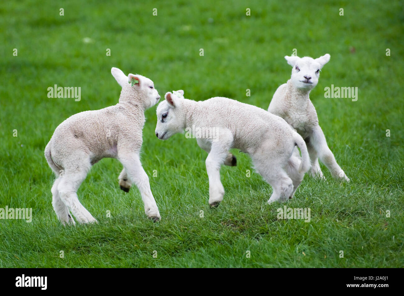 Drei spielen Lämmer auf einer Wiese im Frühling Stockfoto