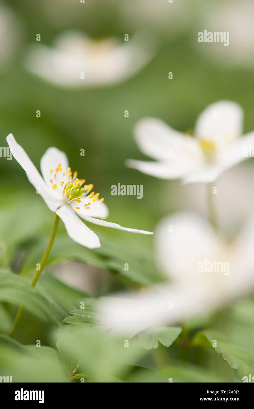Nahaufnahmen von Blumen Holz Anemonen Stockfoto