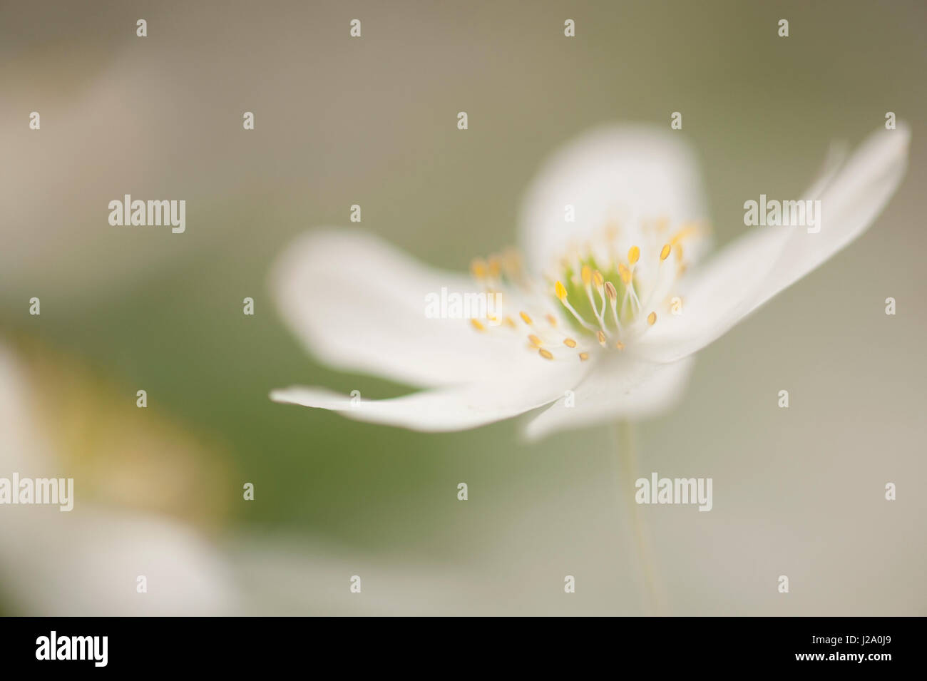 Nahaufnahmen von Blumen Holz Anemonen Stockfoto
