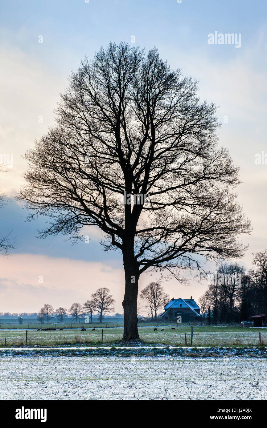 Einsame Eiche im Winter Agrarlandschaft in Diepenveen. Stockfoto