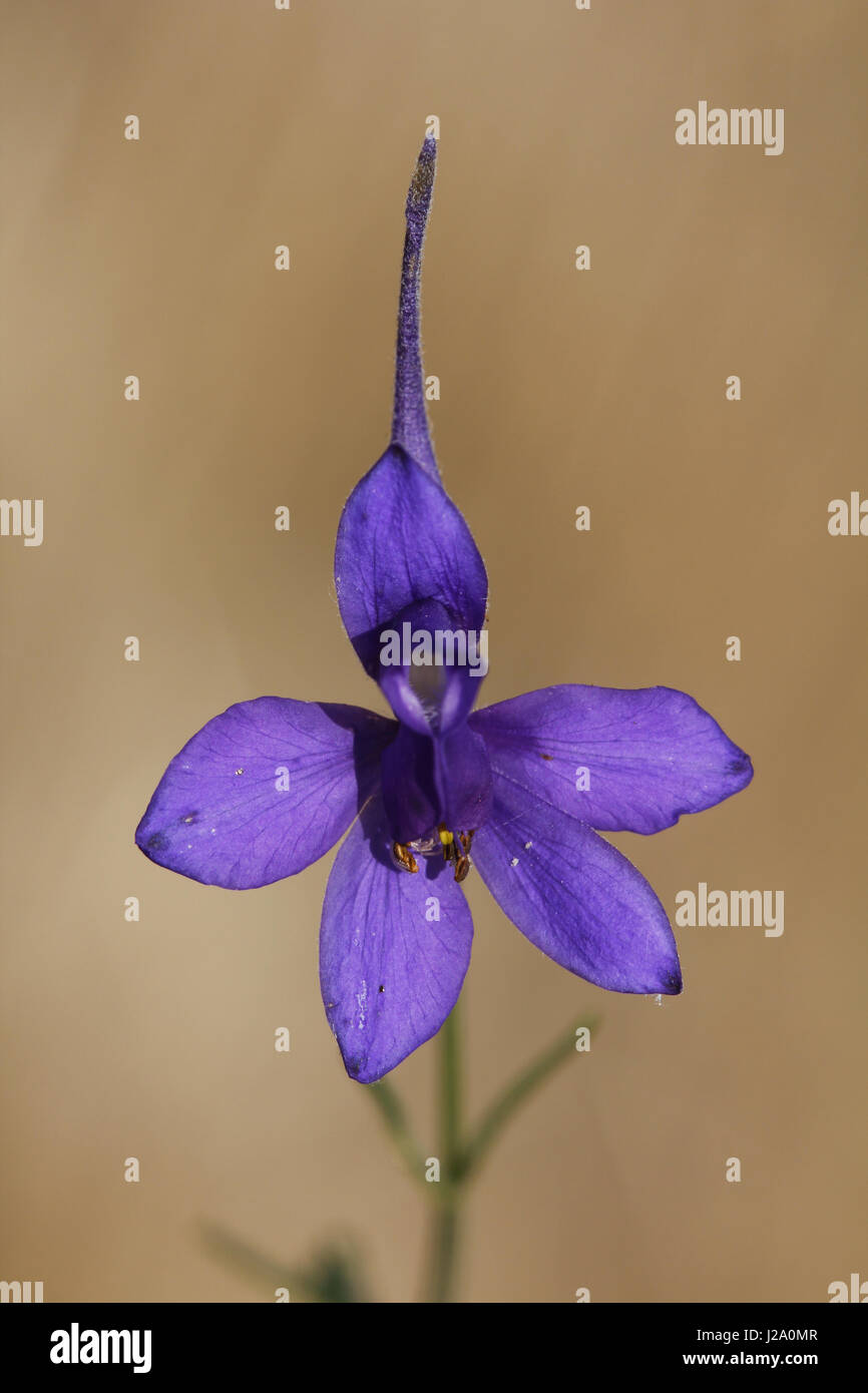 Vorderansicht des eine dunkel blaue Blume der Gabelung Rittersporn. Stockfoto
