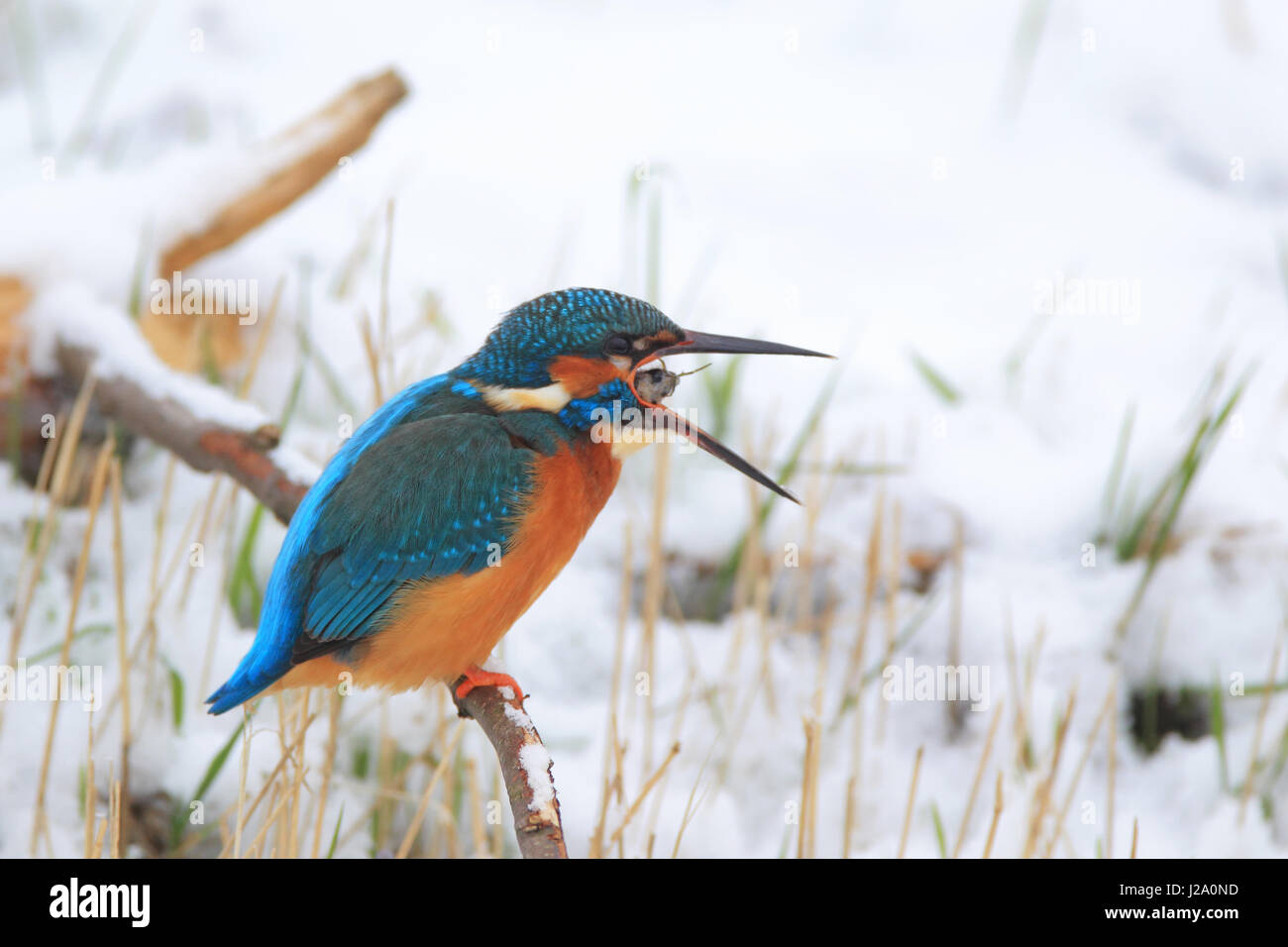 Ein Eisvogel (Alcedo Atthis) Erziehung ein Pellet. Stockfoto