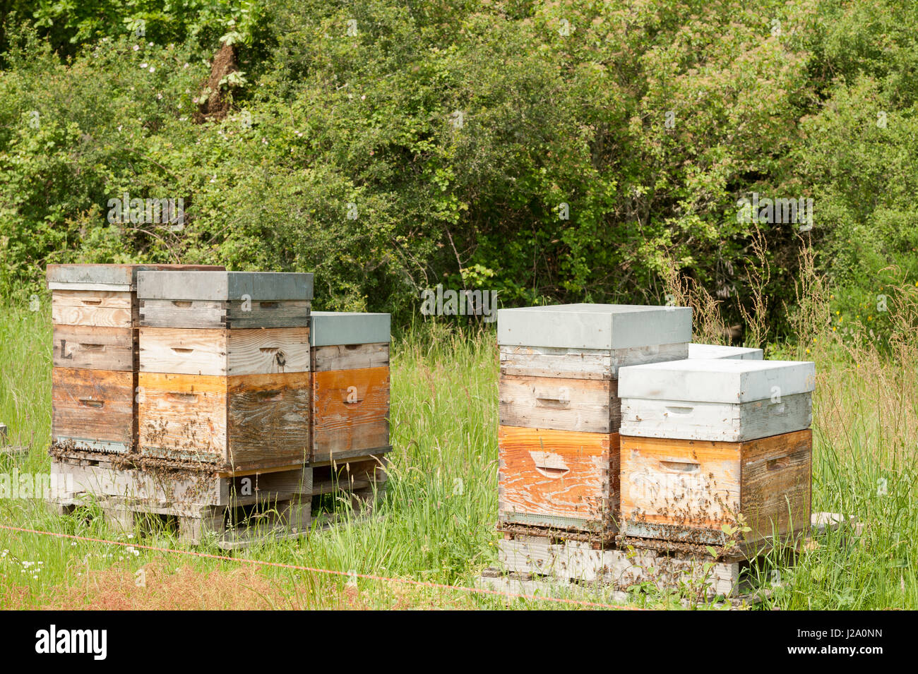 Biene Boxen Mit Schwarmen Bienen Und Eine Biene Schwarm Im Hintergrund Stockfotografie Alamy