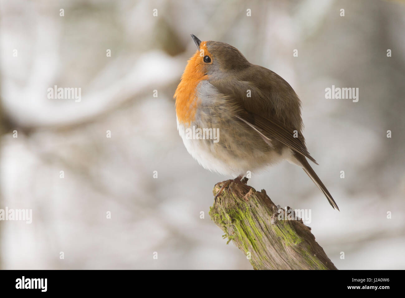 Robin mit aufgeblasen Federn bei kaltem Wetter warm zu halten Stockfoto