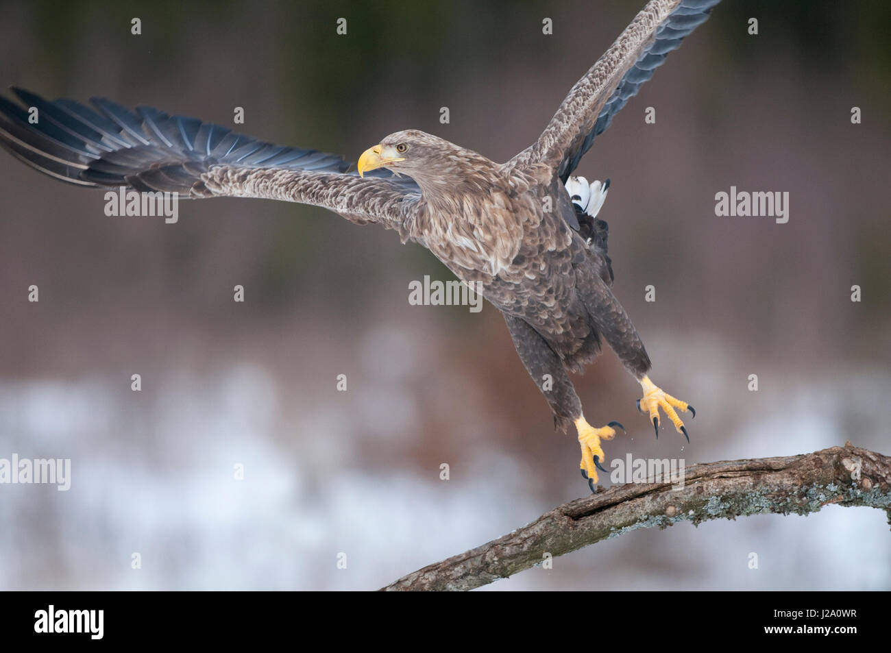 Ein Seeadler (Haliaeetus Horste) Einnahme von einem Ast, 3 von 3 Stockfoto