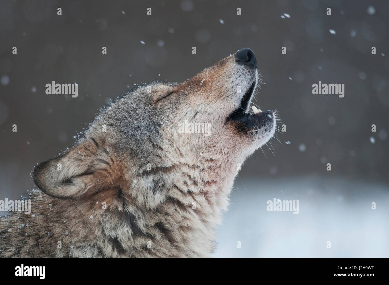 Ein heulender Wolf (Canis Lupus) Stockfoto