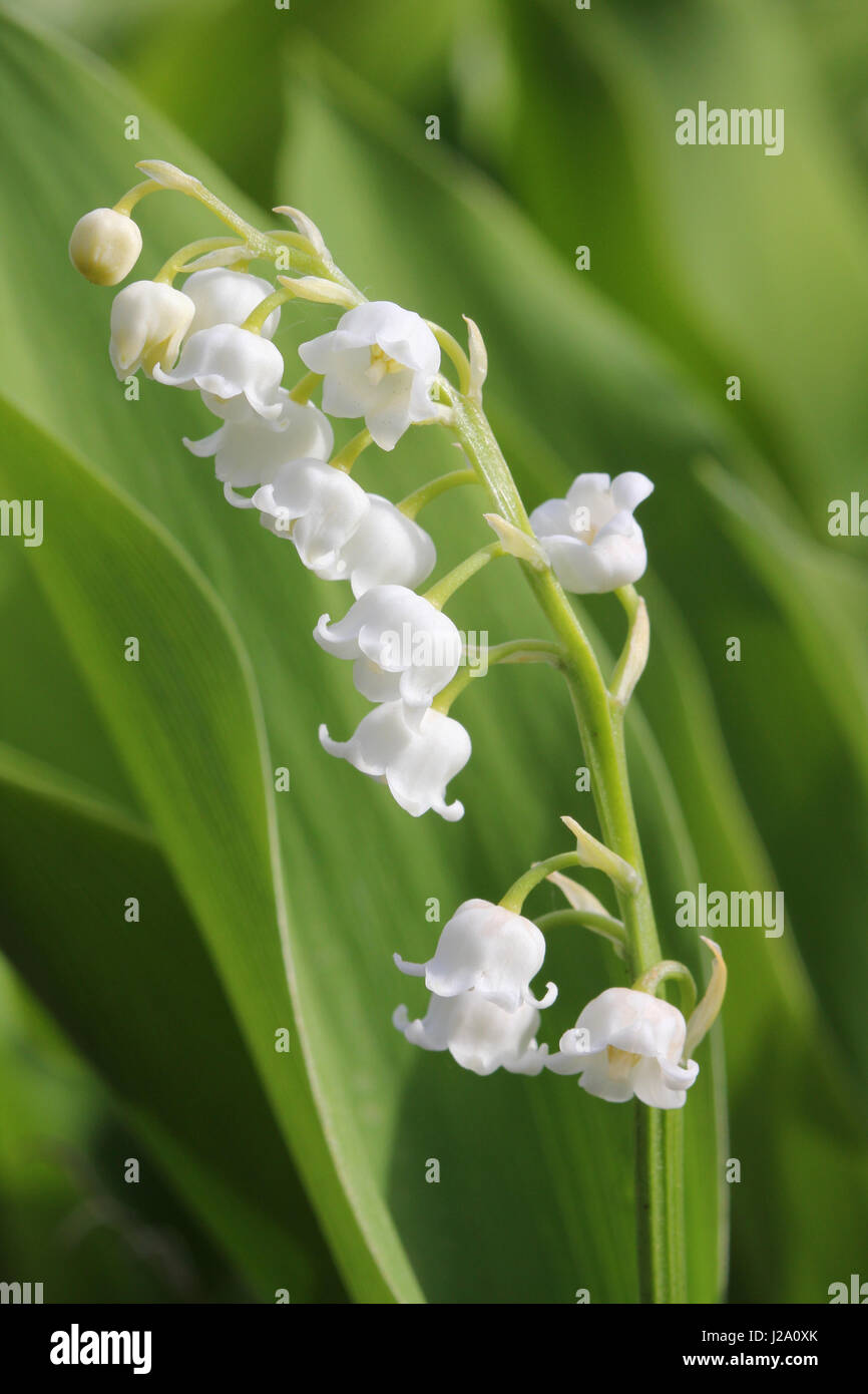 Lily Of The Valley hat weiße glockenförmige Blüten. Stockfoto