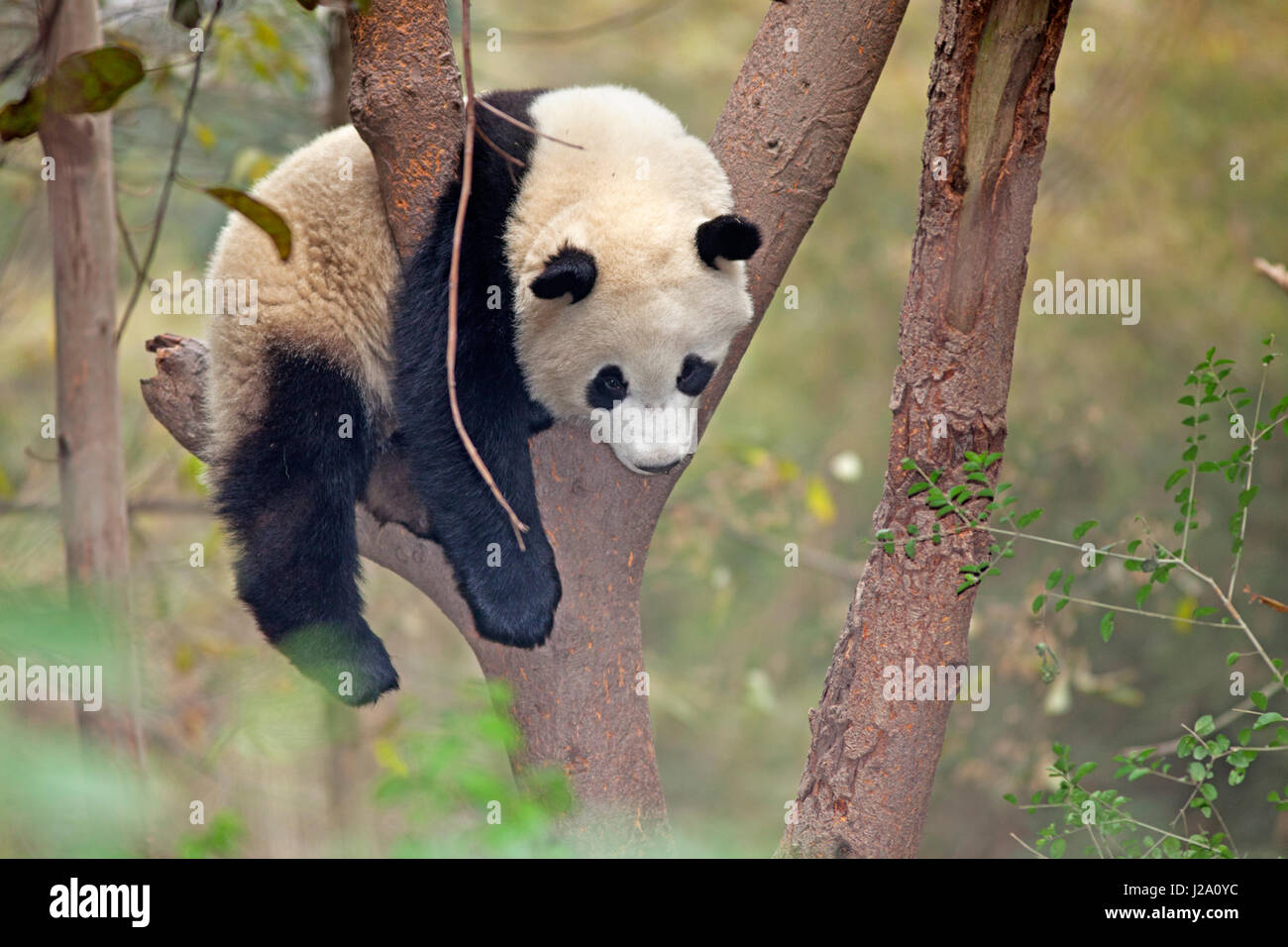Foto von einem Riesen-Panda in einem Baum Stockfoto