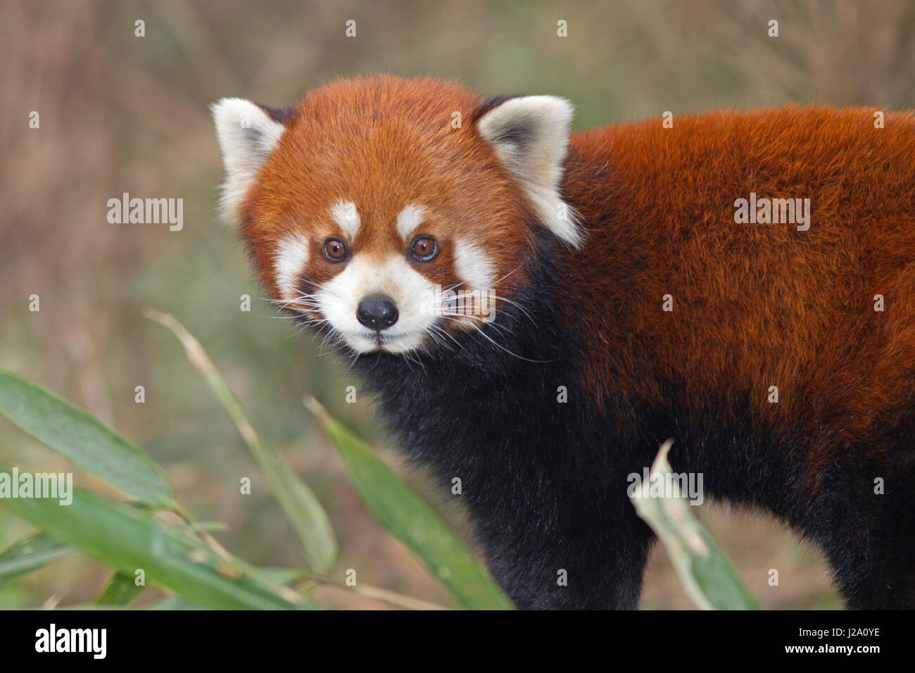 Foto des roten Pandas Stockfoto