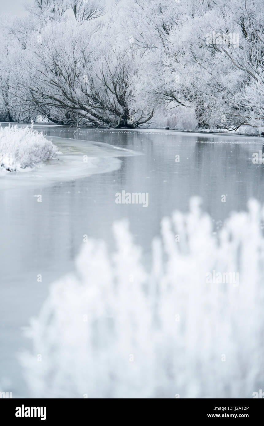 Weide Wald entlang des Haringvliet-Flusses im niederländischen Delta im winter Stockfoto